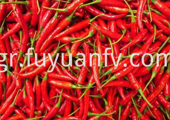 Chaotian Chili 3